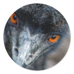 Emu watching