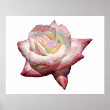 "Enameled" effect pastels rose Poster