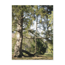 Enchanted Forest Post Cards