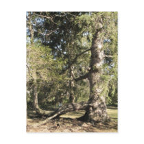 Enchanted Forest Post Cards