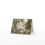 Encouragement/sparrow Greeting Cards