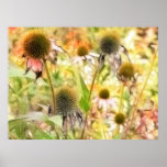 End Of The Season - Coneflowers posters
