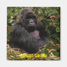 Endangered African Gorilla Great Apes Art Magnet