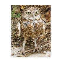Endangered Burrowing Owl