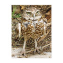 Endangered Burrowing Owl postcards