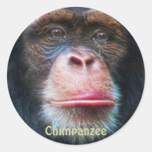 Endangered Chimpanzee African Primate Sticker