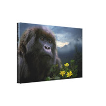 Endangered Mountain Gorilla named "HOPE" Art Stretched Canvas Print