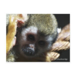 "Endangered?...Not if I can help it!" postcards