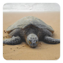 Endangered Sea Turtle Sticker