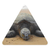 Endangered Sea Turtle Sticker