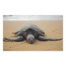 Endangered Sea Turtle Sticker