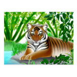 Endangered Sumatran Tiger Postcard