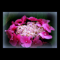 Endless Circle Of Hydrangeas posters