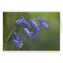 English Bluebell