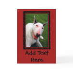 English Bull Terrier