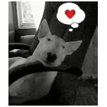 english bull terrier valentine t-shirts