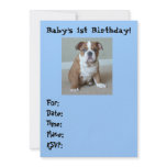 English Bulldog Baby's 1st Birthday Invitations