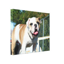 English bulldog stretched canvas print