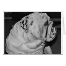 English Bulldog Greeting Card