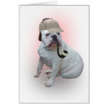 English bulldog