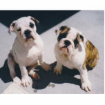 English Bulldog Daisy & Bricks Photo Sculpture photo sculptures