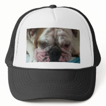 English Bulldog