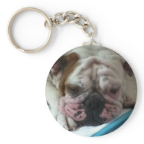 English Bulldog