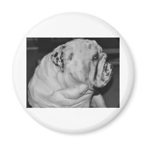 English Bulldog Refrigerator Magnet