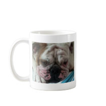 English Bulldog