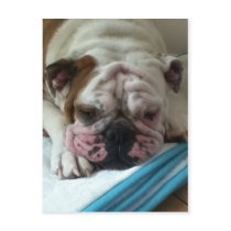 English Bulldog