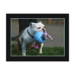 English Bulldog postcard