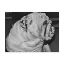 English Bulldog Post Cards