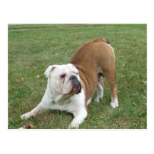 English Bulldog postcards