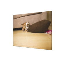 English Bulldog puppy biting pillow Gallery Wrap Canvas