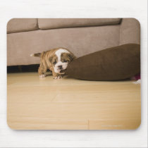 English Bulldog puppy biting pillow Mousemats
