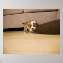 English Bulldog puppy biting pillow Print