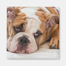 English bulldog puppy magnet
