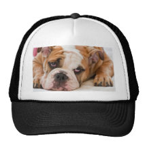 English bulldog puppy mesh hat