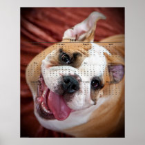 English Bulldog Puppy Print
