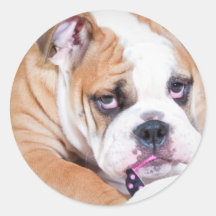 English bulldog puppy round sticker