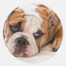 English bulldog puppy stickers
