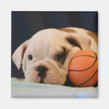 English Bulldog Puppy with Basketball Square Magnet