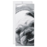 English Bulldog rack cards