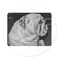 English Bulldog Round Stickers