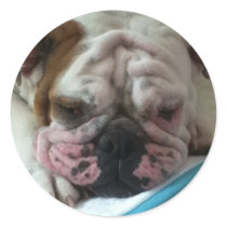 English Bulldog