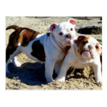 English Bulldogs Puppy Love! Post Cards