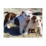English Bulldogs Puppy Love! Post Cards