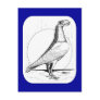 English Carrier Pigeon1978 Post Card