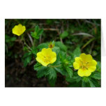 English cinquefoil cards