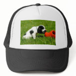English Cocker Spaniel Puppy with red clog hats